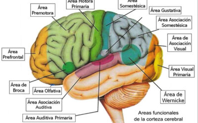 como el cuerpo humano crea y almacena los recuerdos