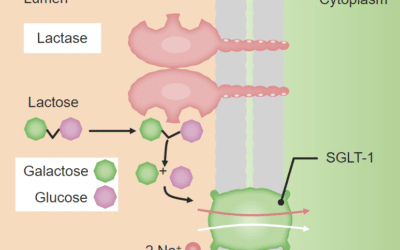 como funciona la enzima amilasa la digestion de los carbohidratos 1