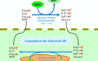 como funciona la enzima gliceraldehido 3 fosfato deshidrogenasa el paso central en la degradacion de la glucosa 2