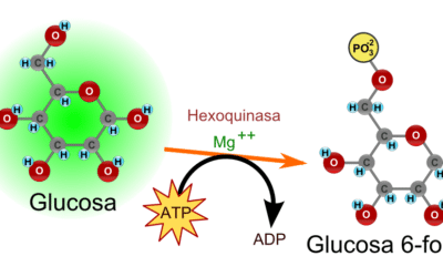 como funciona la enzima hexoquinasa el primer paso en la degradacion de la glucosa 2