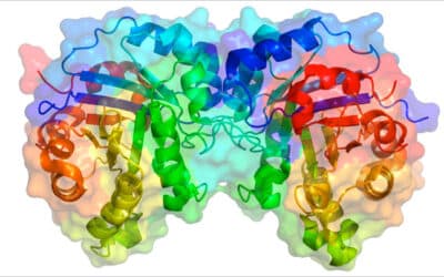 como funciona la enzima maltasa la digestion del pan 1