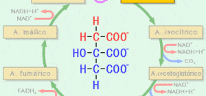 como funciona la enzima oxalacetato deshidrogenasa el primer paso del ciclo de krebs