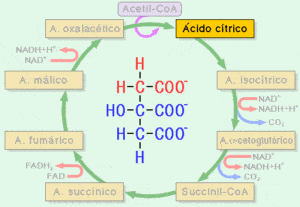 como funciona la enzima oxalacetato deshidrogenasa el primer paso del ciclo de krebs