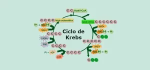 como funciona la enzima oxoglutarato deshidrogenasa el paso mas complicado del ciclo de krebs