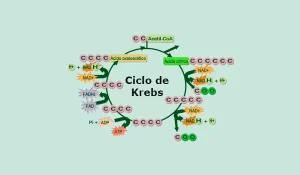 como funciona la enzima oxoglutarato deshidrogenasa el paso mas complicado del ciclo de krebs