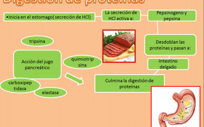 como funciona la enzima pepsina la digestion comienza aqui 1