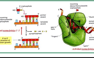 como funciona la enzima rna polimerasa la transcripcion de la vida 1