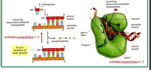 como funciona la enzima rna polimerasa la transcripcion de la vida