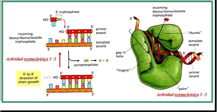 como funciona la enzima rna polimerasa la transcripcion de la vida