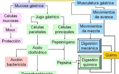 como funciona la enzima tripsina la digestion continua 1