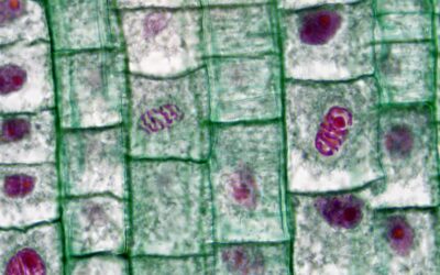 como identificar si una celula esta en proceso de division reconociendo las fases de la mitosis 1