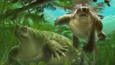 como ocurrio la evolucion de los mamiferos del agua a la tierra