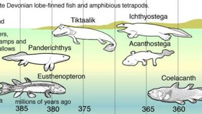 como ocurrio la evolucion de los peces a los tetrapodos el salto a la tierra