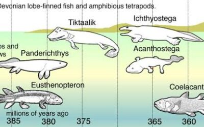 como ocurrio la evolucion de los peces a los tetrapodos el salto a la tierra