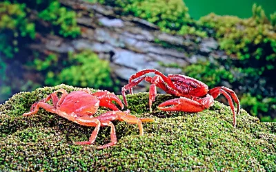 como pueden los cangrejos regenerar sus garras