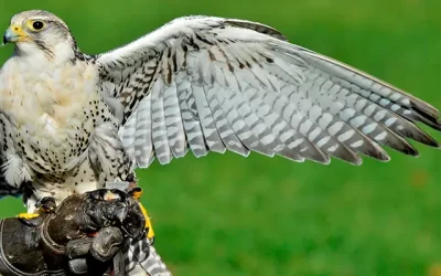 como pueden los halcones ver tan lejos