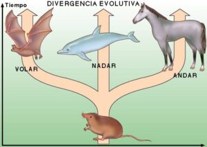 como saber si una caracteristica es adaptativa la huella de la evolucion