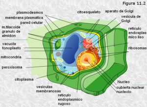 como saber si una celula es vegetal o animal las diferencias sorprendentes 1