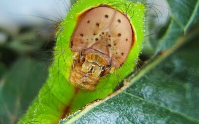 como se produjo la evolucion de los insectos dominando el planeta