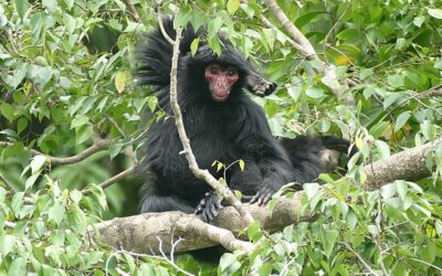 como se produjo la evolucion de los primates los predecesores de la humanidad