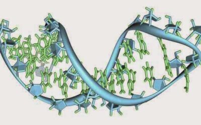 como se regula la transcripcion del adn las maravillas de la biologia molecular 1