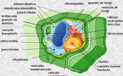 como se sintetizan las proteinas la construccion de las maquinas de la vida