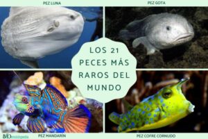 como sobreviven los peces oseos en agua salada descubriendo adaptaciones extraordinarias