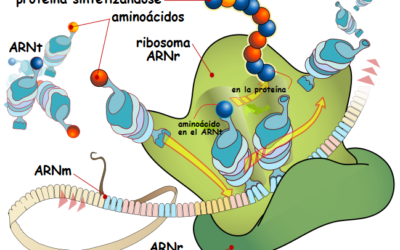 cuales son los misterios que esconde el adn en el nucleo celular 1