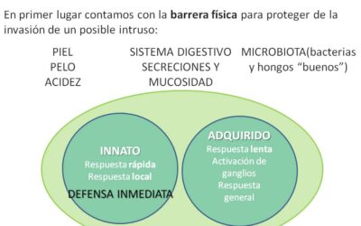 cuando comenzamos a desarrollar nuestro sistema inmunologico y por que es importante