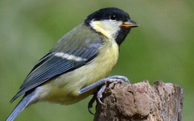 cuando desarrollaron los pajaros su capacidad para el canto