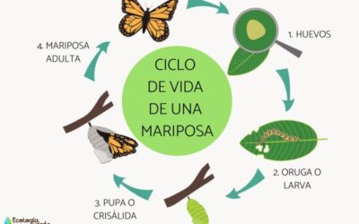 cuando las mariposas desarrollaron su sorprendente variedad de colores 1