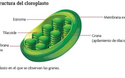 cuando se descubrio la estructura de los carbohidratos los azucares que alimentan nuestras celulas