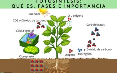 cuando se descubrio la fotosintesis el proceso que da vida a nuestro planeta