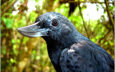 cuando y por que las aves de rapina desarrollaron su agudeza visual