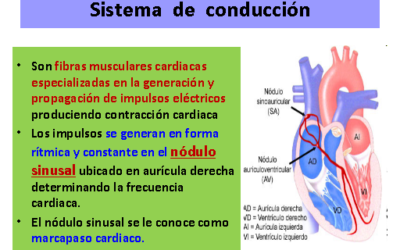 de donde se originan los impulsos electricos del corazon