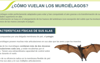 donde en la anatomia del murcielago reside su capacidad para el vuelo