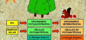 donde ocurre la fotosintesis en las celulas vegetales descifrando el poder de la luz 1