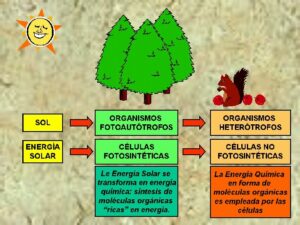 donde ocurre la fotosintesis en las celulas vegetales descifrando el poder de la luz 1