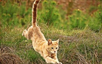 donde se encuentra el increible equilibrio de un gato en su cuerpo