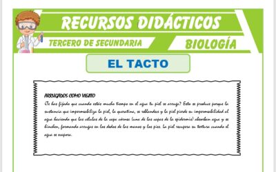 donde se origina el tacto y por que es importante