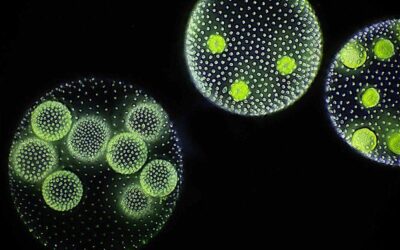 donde se originaron los primeros animales los primeros pasos de la vida multicelular