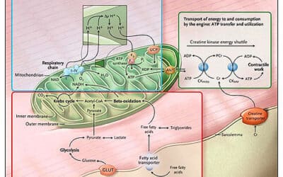 donde se produce la beta oxidacion la quema de grasa en nuestras celulas