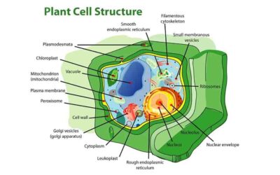donde se produce la energia en una celula descubriendo el poder de las mitocondrias 1