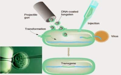 donde se produce la sintesis de esteroides la fabrica de moleculas de senalizacion en nuestras celulas