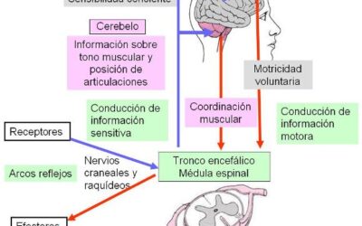 donde se produce la sintesis de neurotransmisores la fabrica de pensamientos en nuestras celulas