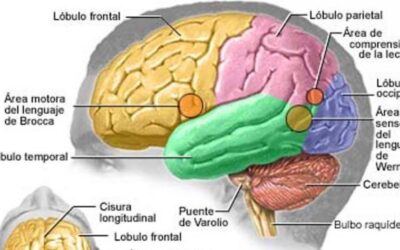 donde se ubica la memoria en el cerebro