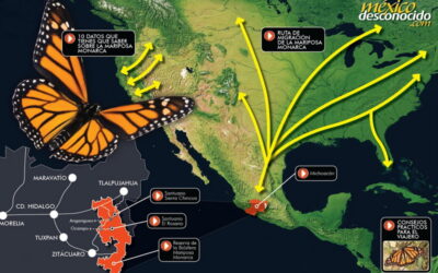 en que parte del cuerpo de la mariposa monarca se produce la migracion