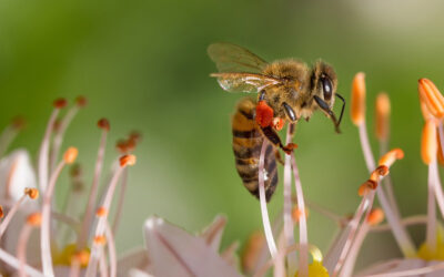 en que parte del cuerpo de una abeja se produce el veneno