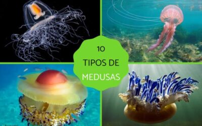 en que parte del cuerpo de una medusa se produce su picadura