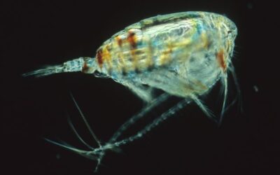 para que sirve el krill en la cadena alimenticia marina la fuerza diminuta